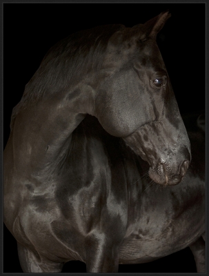 Giclee Black Stallion Wall Art, , grid