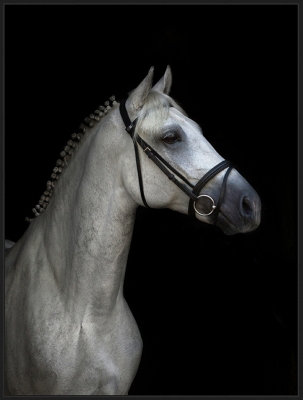 A600000887 Providence Art Giclee Stallion Wall Art, Black/Whi sku A600000887