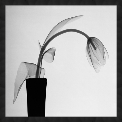 Giclee Tulip Wall Art, , grid