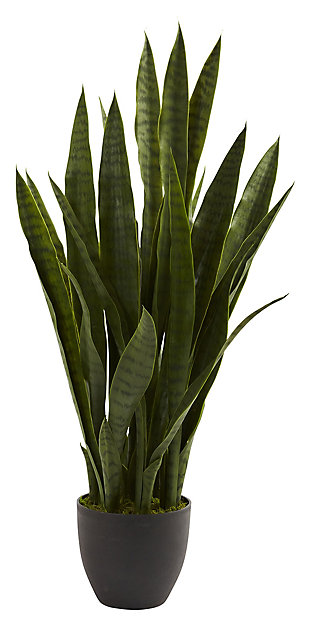 Home Accent Sansevieria with Black Planter, , large