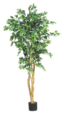 Home Accent 5 Ficus Silk Tree, Green