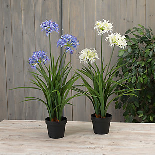 Bring the delight of a blooming garden inside with this stunning set of two 37-inch high potted faux plants. Artfully crafted agapanthus flowers in decorative containers—one in white and the other in blue—are certain to add a springtime element to your decor. Ideal as a house-warming gift for friends, family or that special someone, this beautiful set is also perfect for adding a back-to-nature vibe in your home. Group in multiples or with other potted plants for added appeal.Set of 2 | Made of plastic, fabric, wire and cement | 2-18" x 16" x 37" faux flowers in cement containers; wired leaves can be bent in any direction | Indoor use only