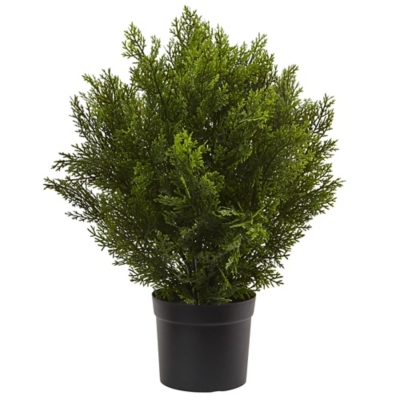 2' Cedar Bush (Indoor/Outdoor), Green