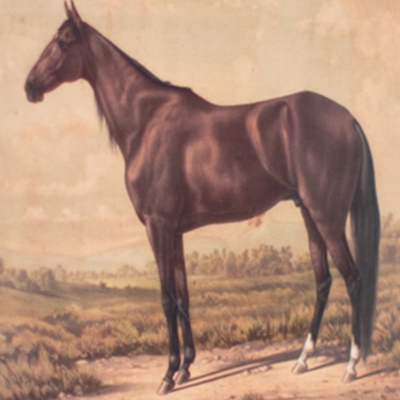 Horse Prints Under Glass Set Of 2 Ashley Furniture Homestore