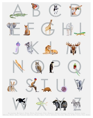Oopsy Daisy Animal Kingdom ABC's - Gray by Brett Blumenthal Posters That Stick, Gray, large