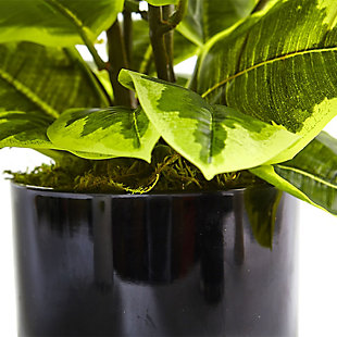Nearly Natural Rubber Plant in Glossy Cylinder (Real Touch), , rollover