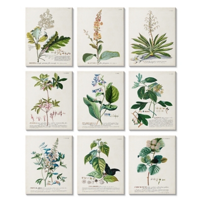 Vintage Botanical Greenery Illustrations 11 X14 Canvas Art (set Of 9), , large