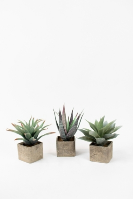 Set of Three Large Artificial Succulents In Square Pots, , large
