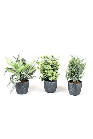 Set of Three Fern Succulents with Round Gray Pots, , large