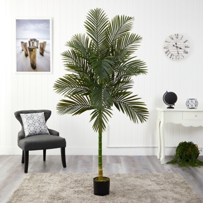 Single Stalk Golden Cane Palm Tree, Green