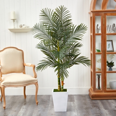 Golden Cane Palm Tree in Planter, Green