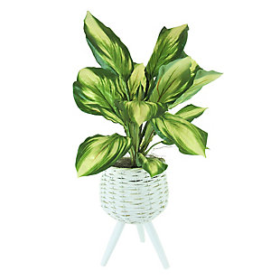 28-inch Hosta in White Basket Stand, , large