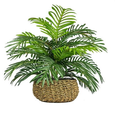 Palm in Low Basket Planter, , large