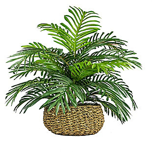 Palm in Low Basket Planter, , large