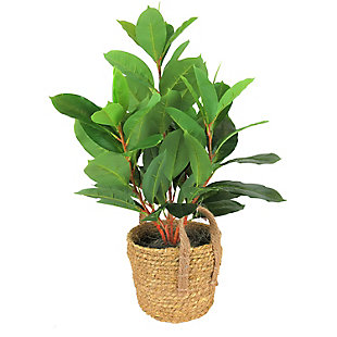 27-inch Rubber Plant in Cream Boho Basket, , large