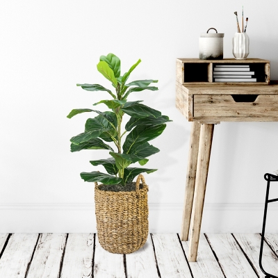 30-inch Fig Plant in a handle basket, , rollover