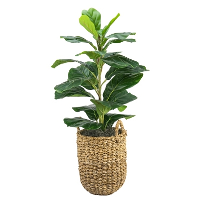 30-inch Fig Plant in a handle basket, , large