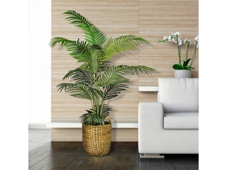 Areca Palm Tree in a Basket