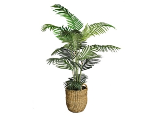 Areca Palm Tree in a Basket