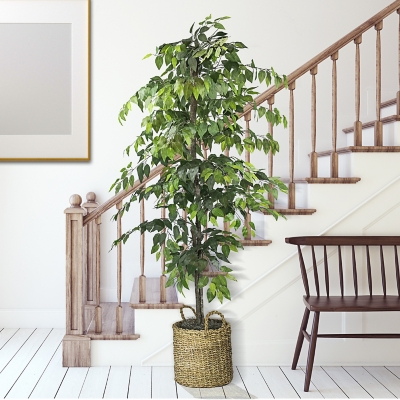 Ficus Tree in Basket, Green