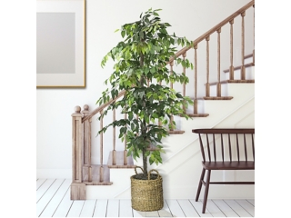 Ficus Tree in Basket