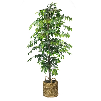 6-foot Ficus Tree in Basket, , large