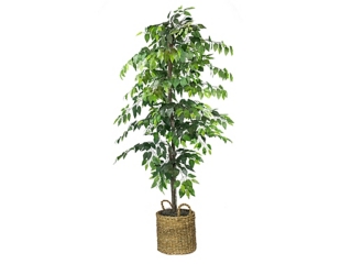 Ficus Tree in Basket