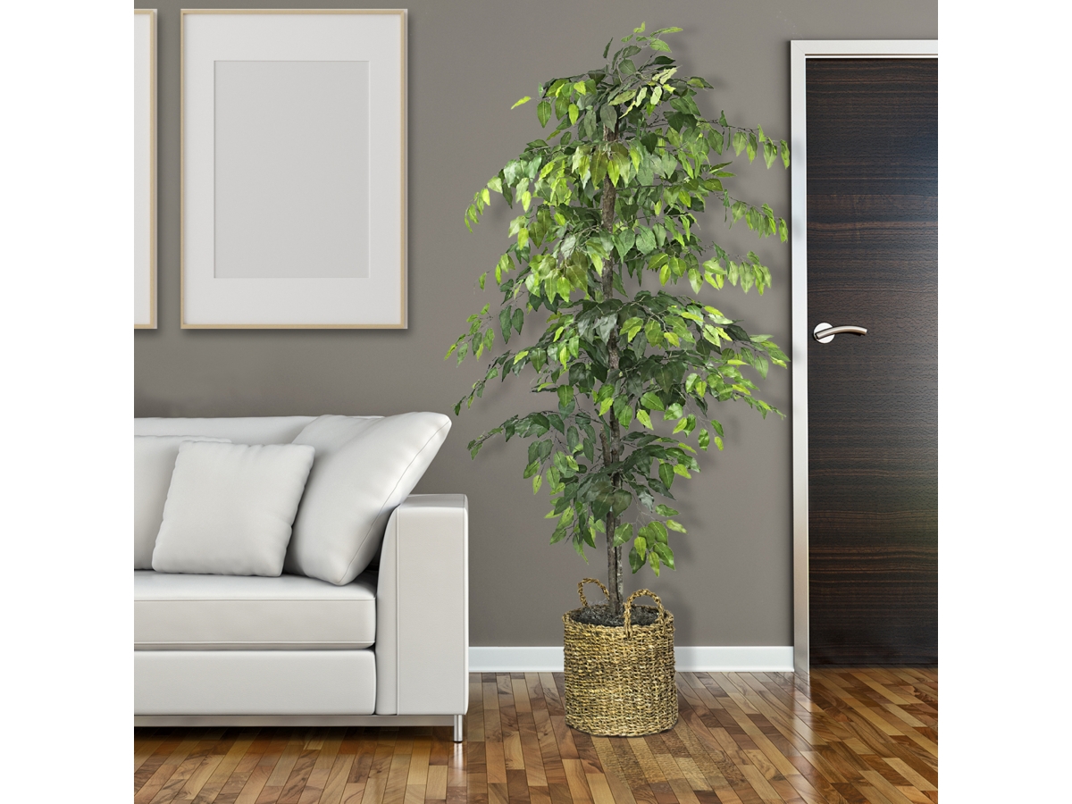 6-foot outlet Ficus Tree in Basket