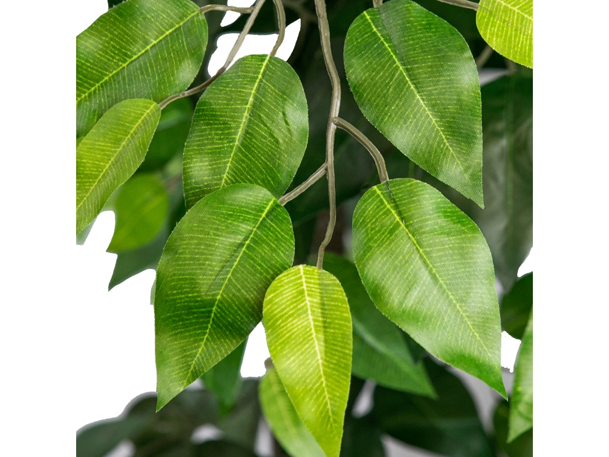 【FICUS】 0670t_99_300x.jpg?v=1688435435