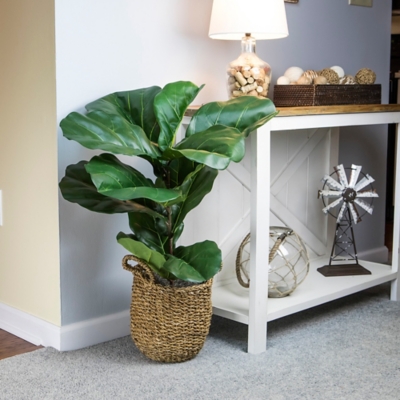 Fiddle Leaf Fig Plant in Basket, Green