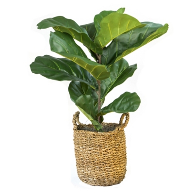 3-foot Fiddle Leaf Fig Plant in Basket, , large