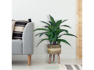24-inch Dracaena Plant in Tri-Color Basket Stand
