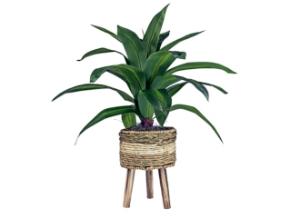 24-inch Dracaena Plant in Tri-Color Basket Stand
