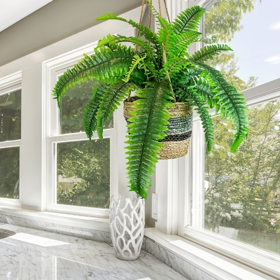 30-inch Boston Fern in Hanging Basket, , rollover