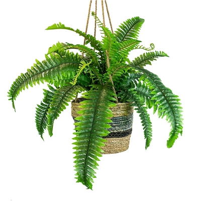 30-inch Boston Fern in Hanging Basket, , large