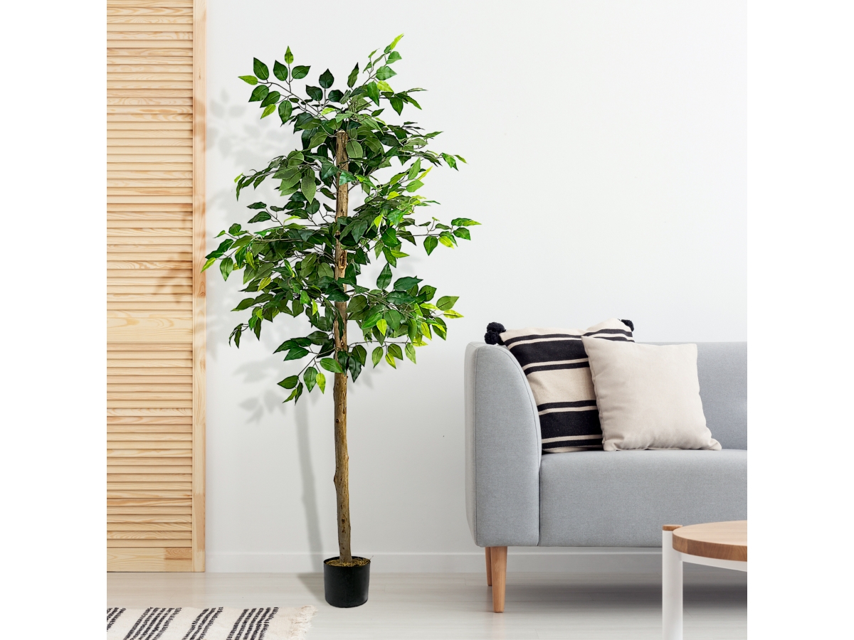 Ficus Tree in Pot | Ashley