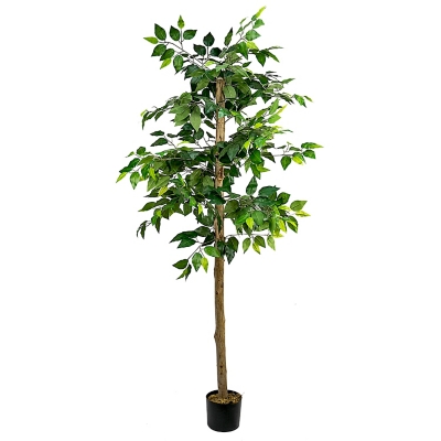 6-foot Ficus Tree in Pot, , large