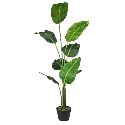 5-foot Bird of Paradise in Pot, , large