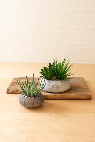 Set of Two Succulents In Concrete Pots, , rollover