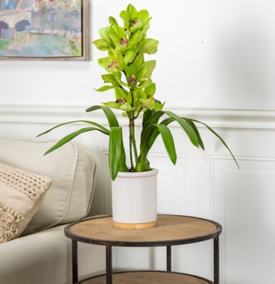 26-Inch Tall Real Touch Ultra-realistic Green Cymbidium Orchid Arrangement In Pot, , rollover