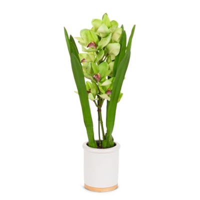 26-Inch Tall Real Touch Ultra-realistic Green Cymbidium Orchid Arrangement In Pot, , large