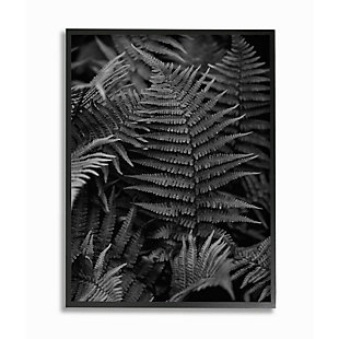 Stupell Industries Ferns In The Forest Black And White Photograph, 24 X 30, Framed Wall Art, Black, large