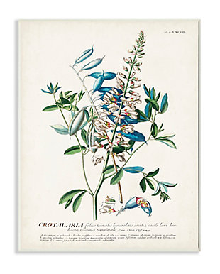 Stupell Industries Botanical Plant Illustration Flowers And Leaves Vintage Design,13 X 19, Wood Wall Art, , large