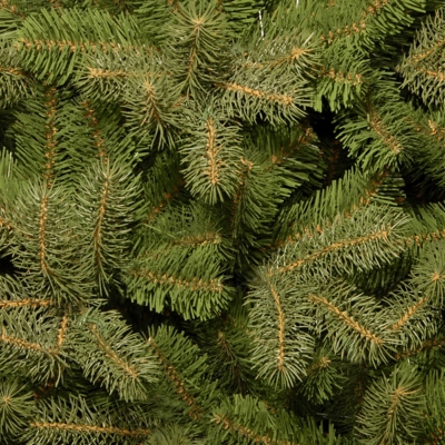 Downswept douglas fir new arrivals