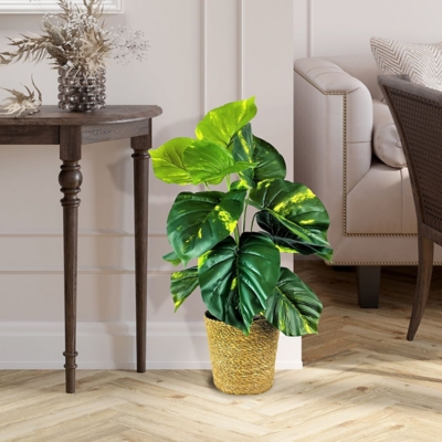 LCG Florals 30 Pothos Plant in Deco Natural Basket, Green