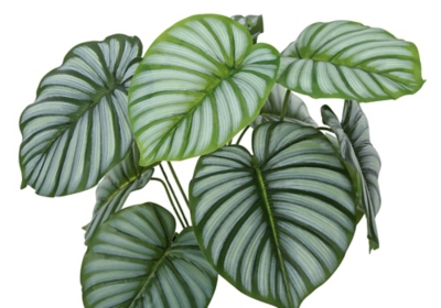 Monarch Specialties Potted Calathea, Green