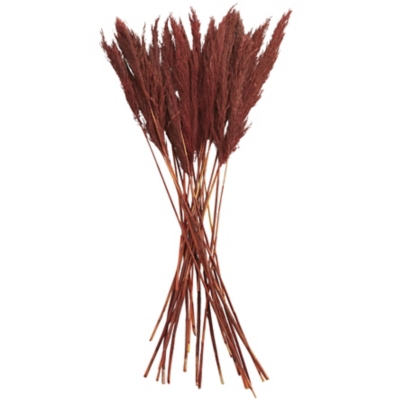 Bayberry Lane Dried Plant Pampas Natural Foliage with Long Stems, Red, large